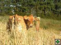 thn_NZ leden-unor 2006 006.jpg